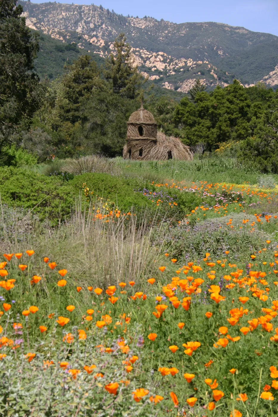 Toad Hall, Wildflowers in the Meadow