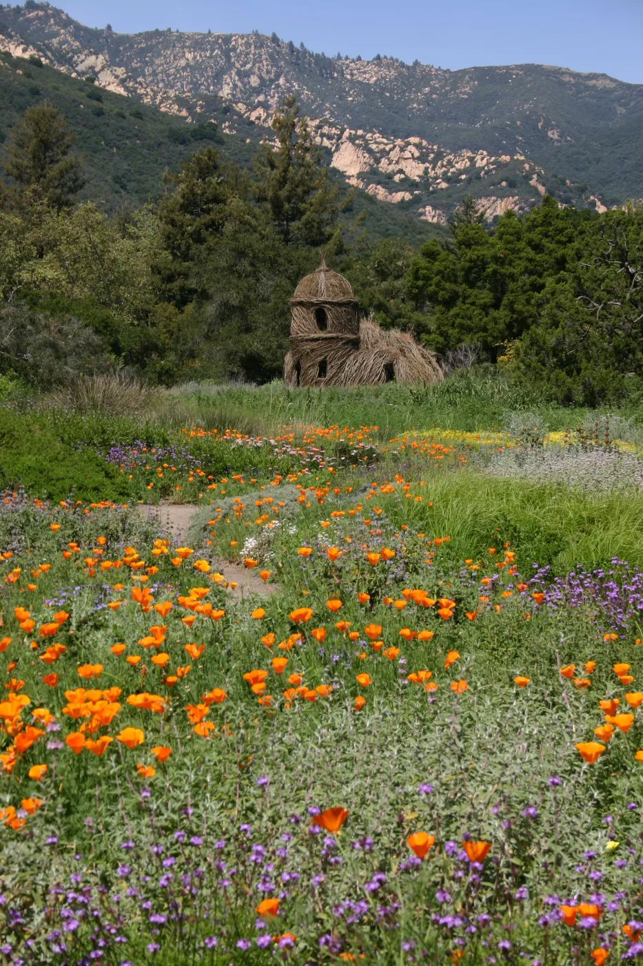 Toad Hall, Wildflowers in the Meadow