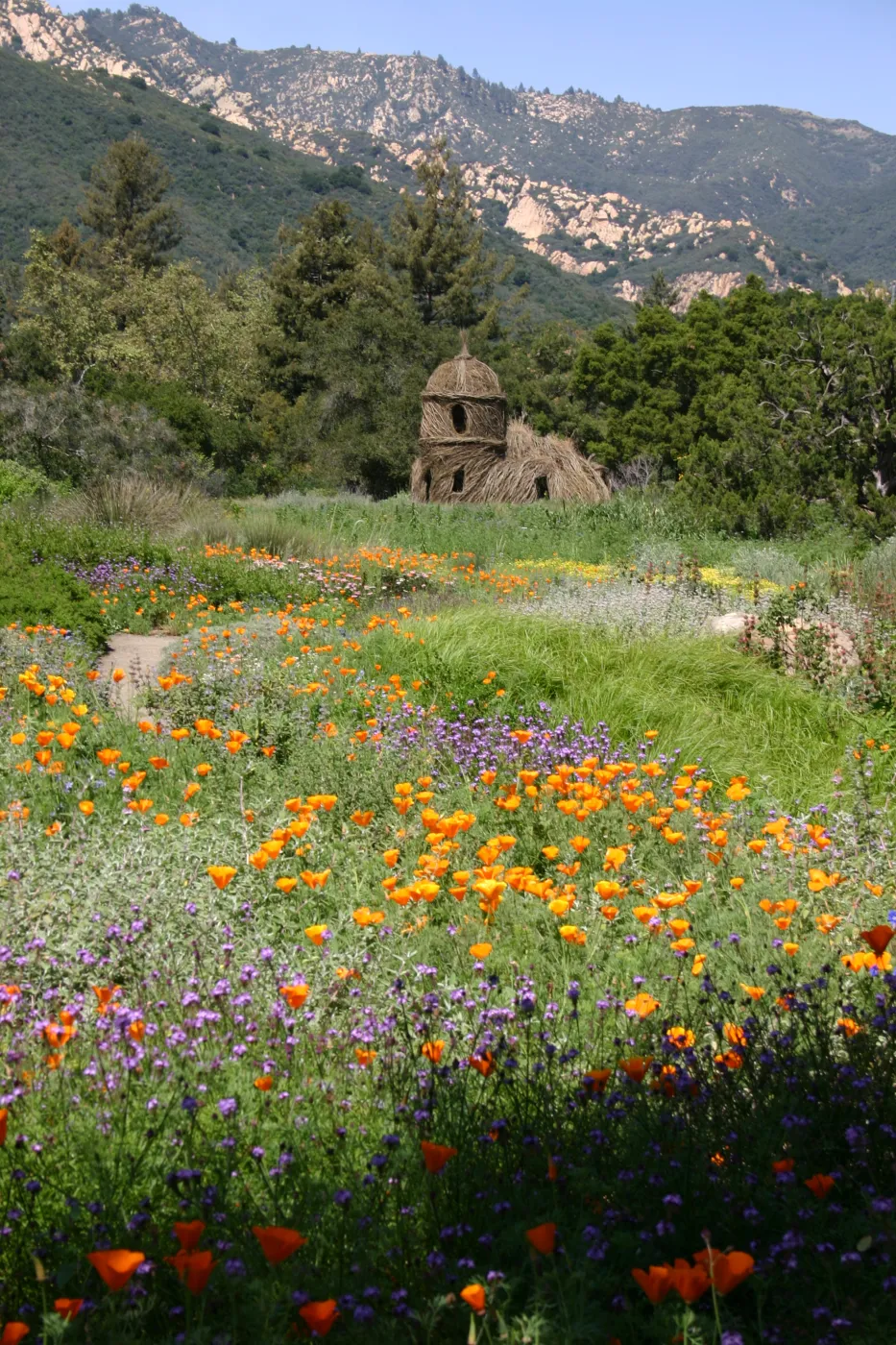 Toad Hall, Wildflowers in the Meadow
