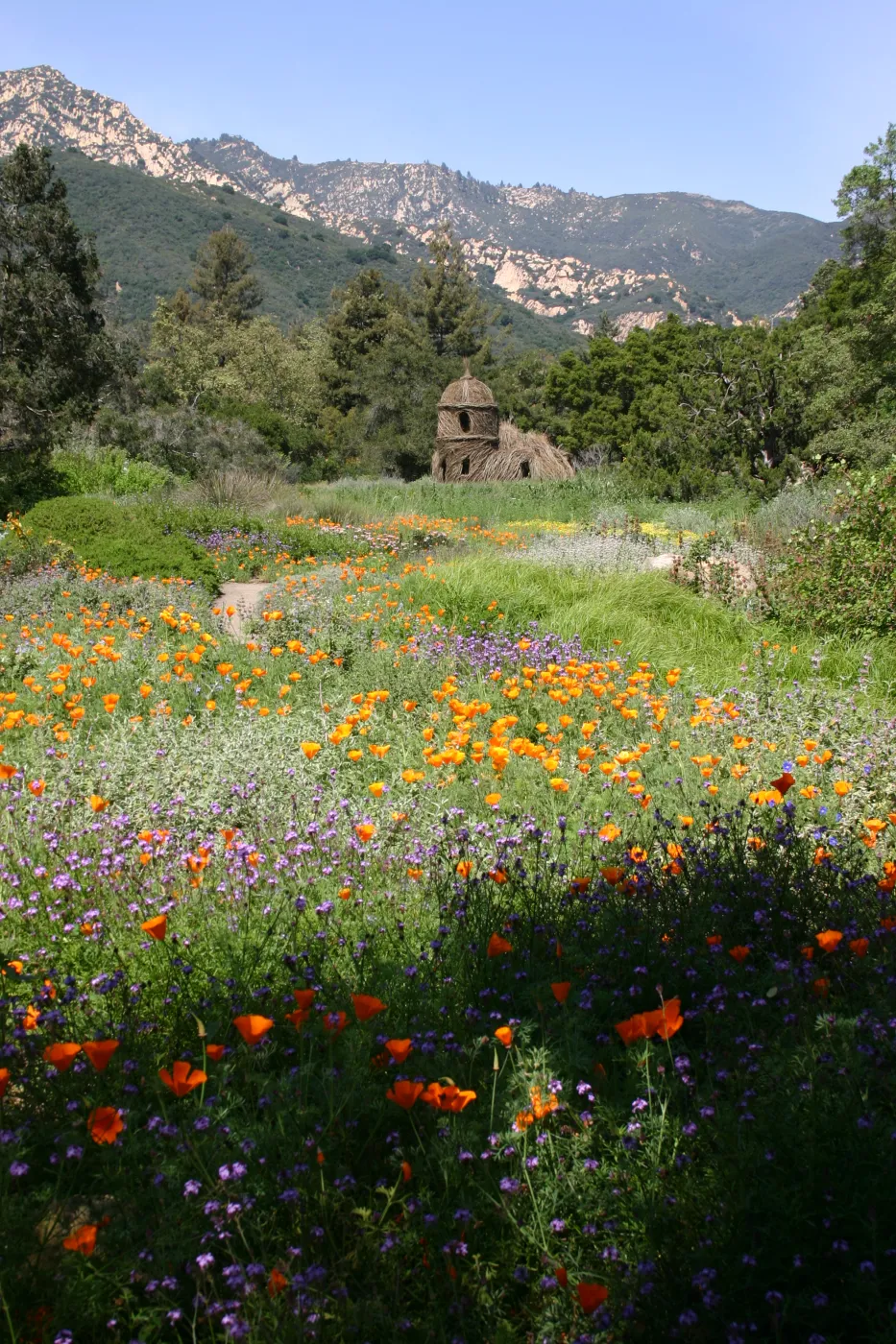 Toad Hall, Wildflowers in the Meadow