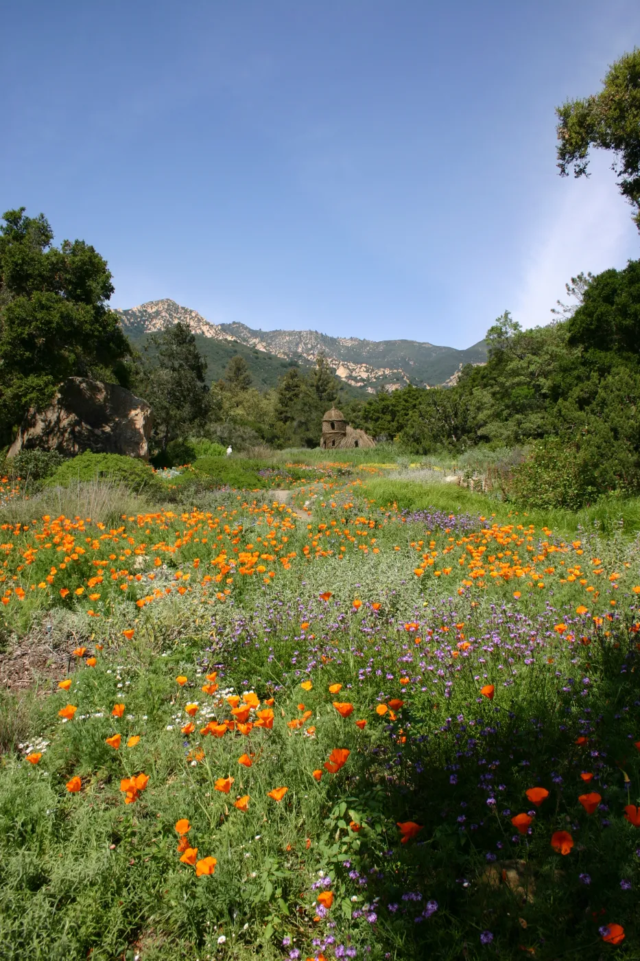 Toad Hall, Wildflowers in the Meadow, Blaksley Boulder, La Cumbre Peak