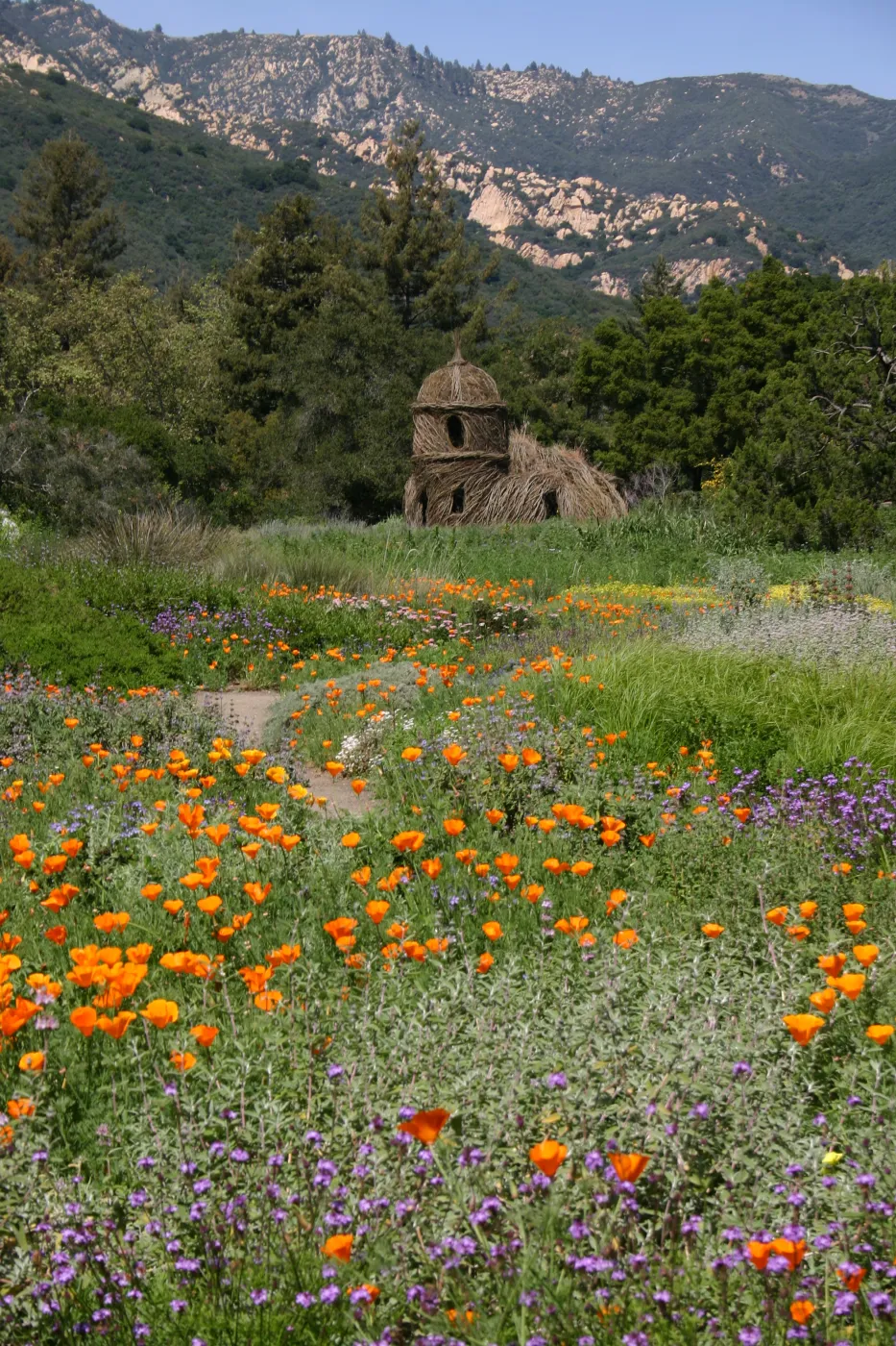 Toad Hall, Wildflowers in the Meadow