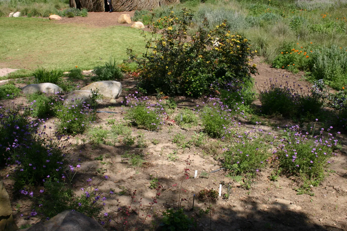 Meadow Border planting
