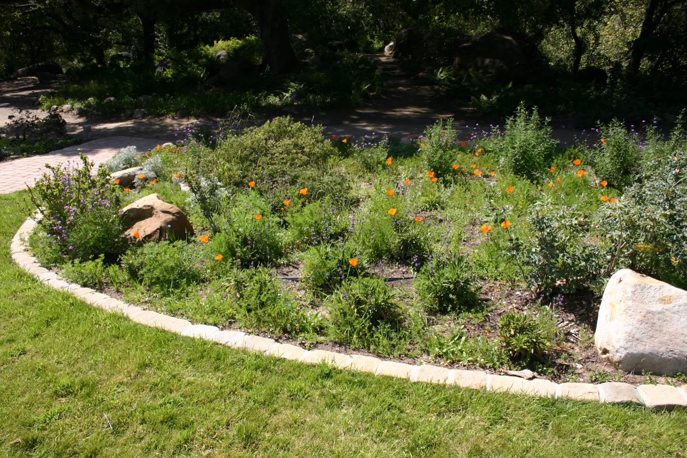 Meadow Border planting