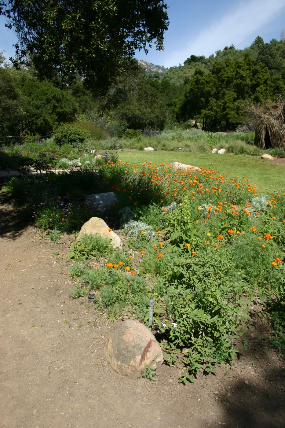 Meadow Border planting