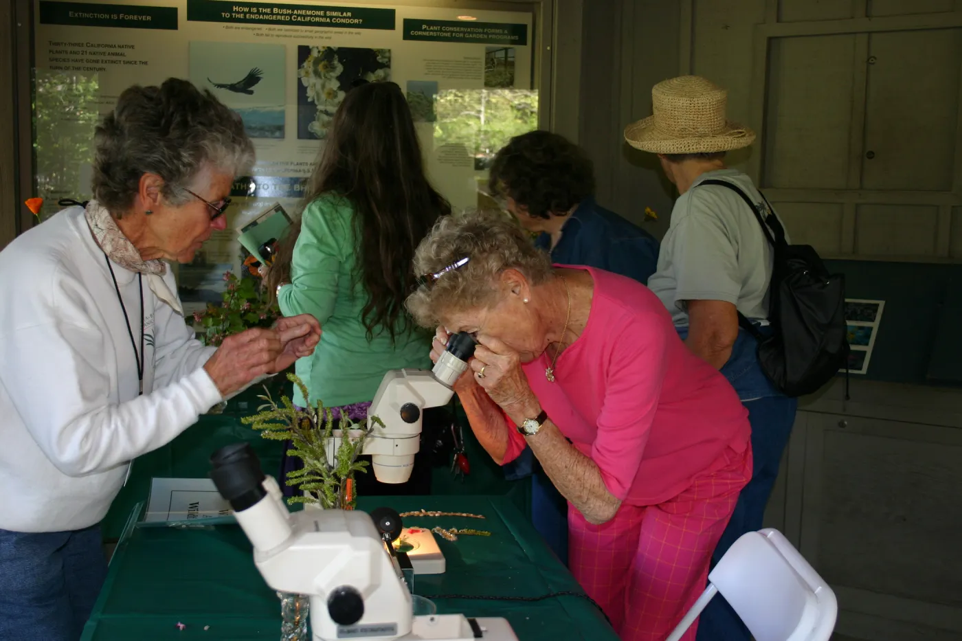 Docent with microscope plant identification in the Information Kiosk, Toad Hall Public Opening event