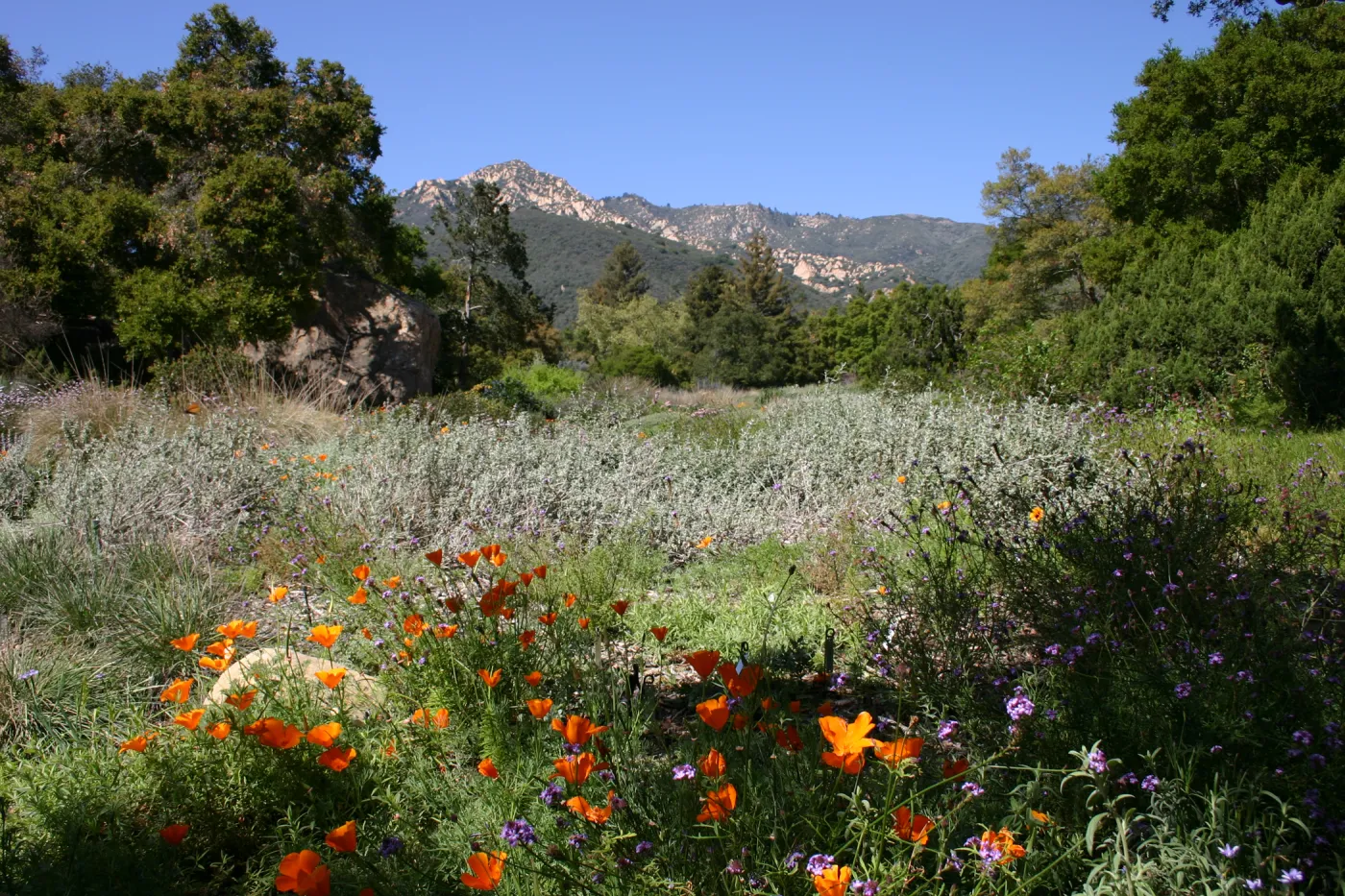 wildflower display, SBBG Meadow, La Cumbre Peak