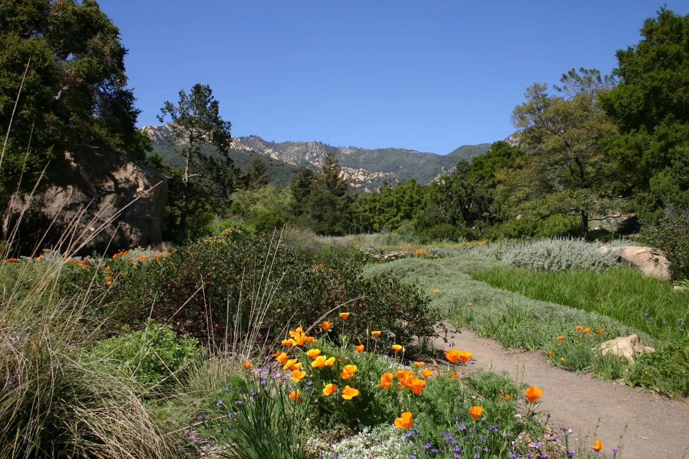 wildflower display, SBBG Meadow