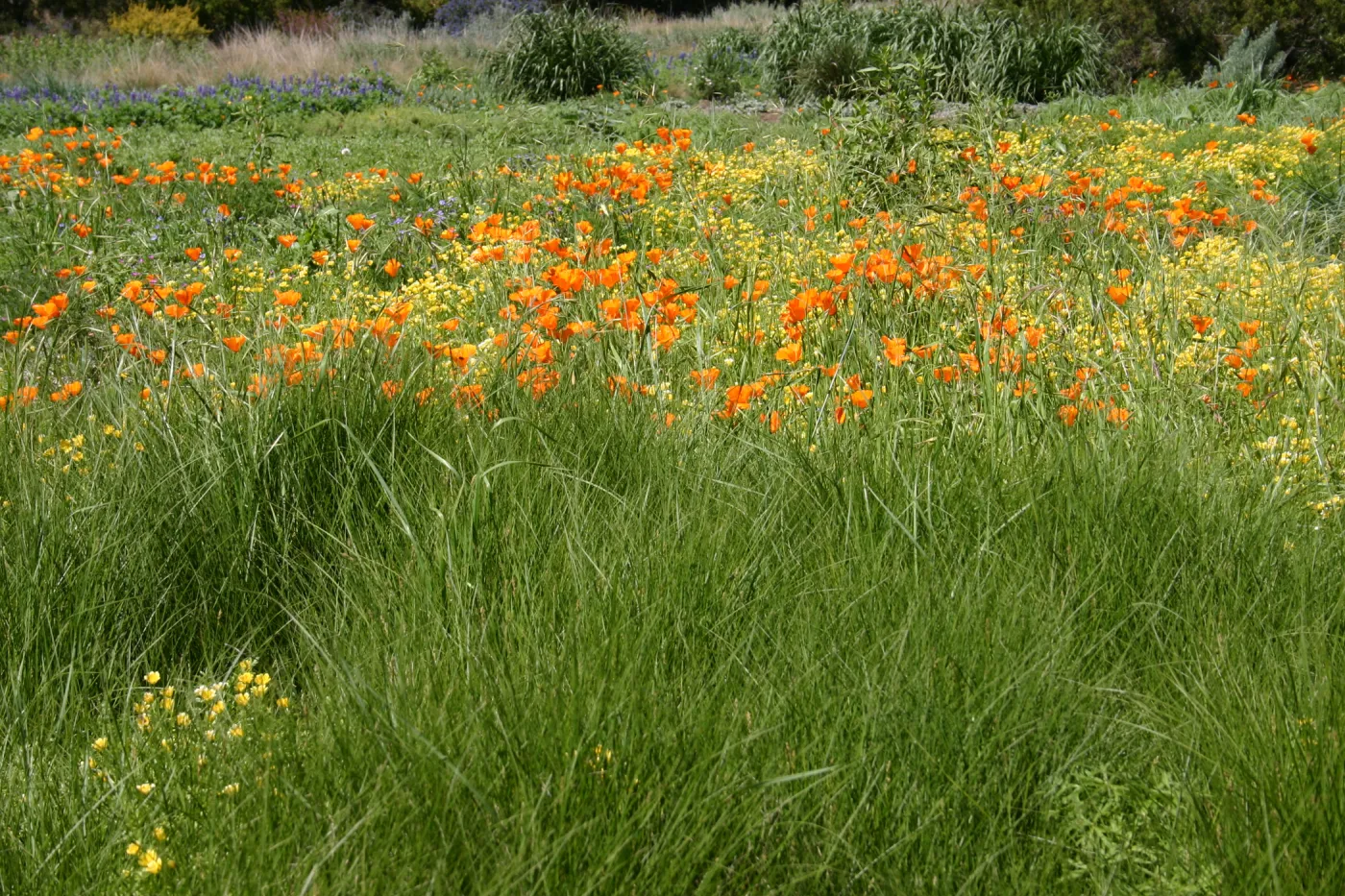 wildflower display, tall grasses, SBBG Meadow