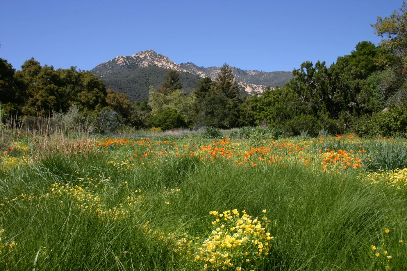 wildflower display, tall grasses, SBBG Meadow, La Cumbre Peak