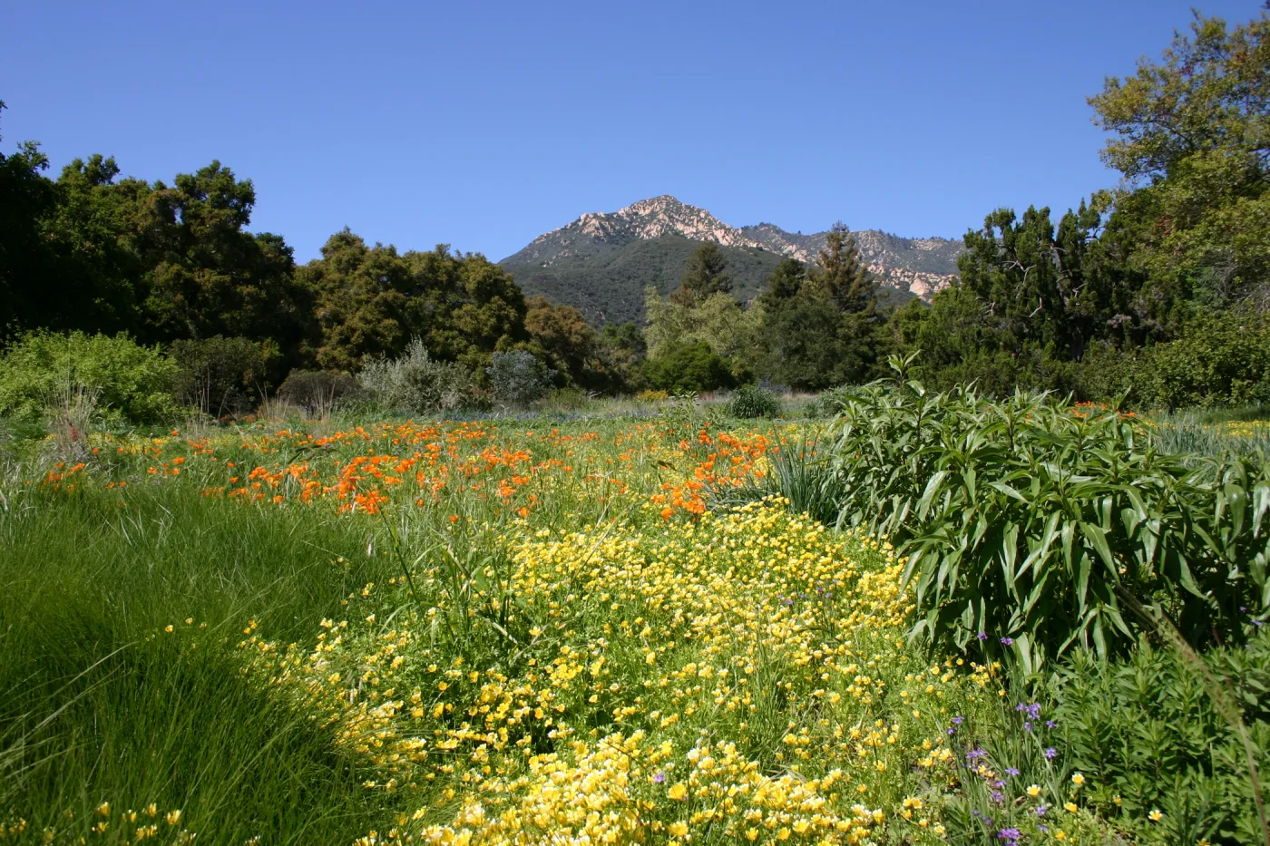 wildflower display, tall grasses, SBBG Meadow