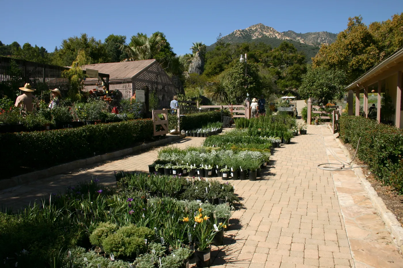 Plant Sale setup, plants in the Courtyard, view to La Cumbre Peak