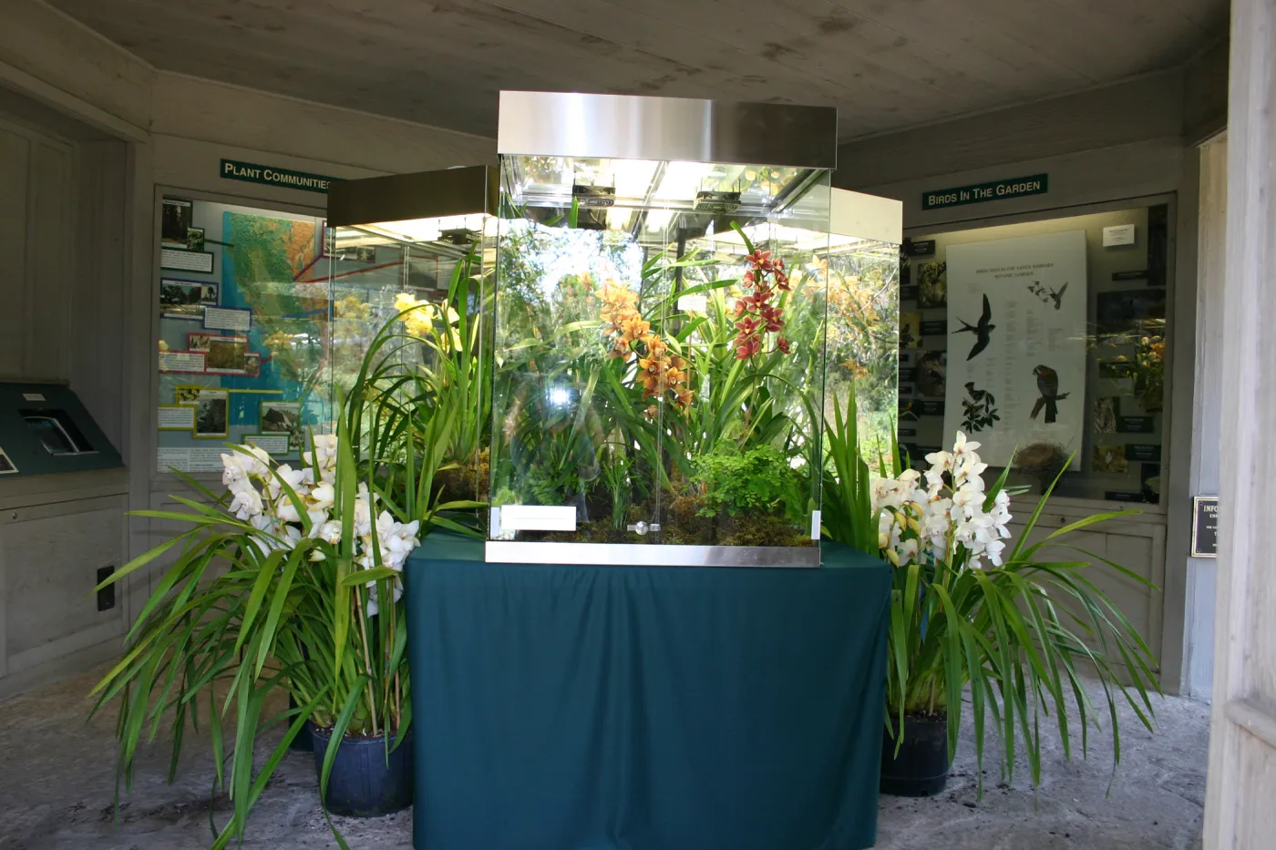 Orchid Display in the Information Kiosk
