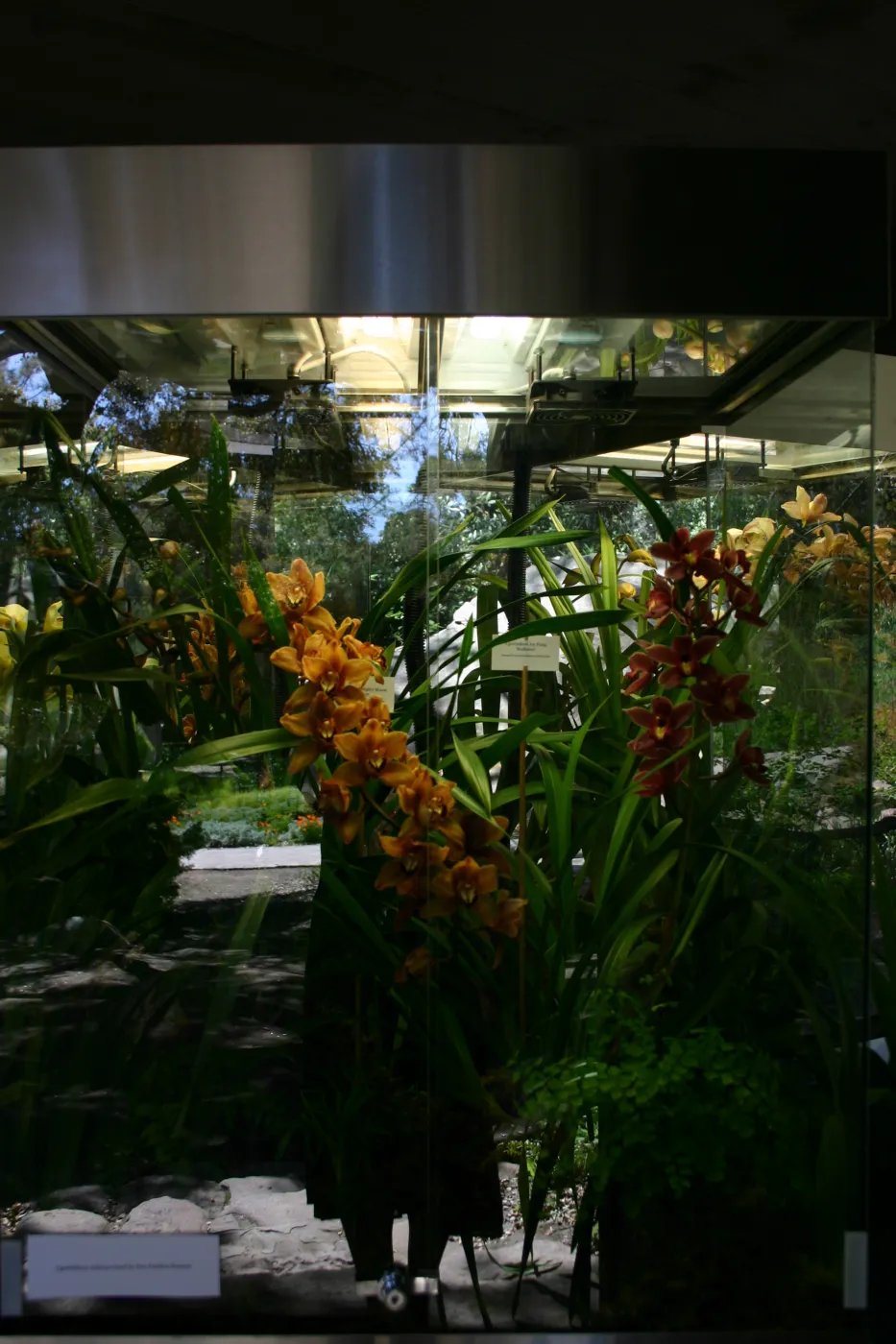 Orchid Display in the Information Kiosk