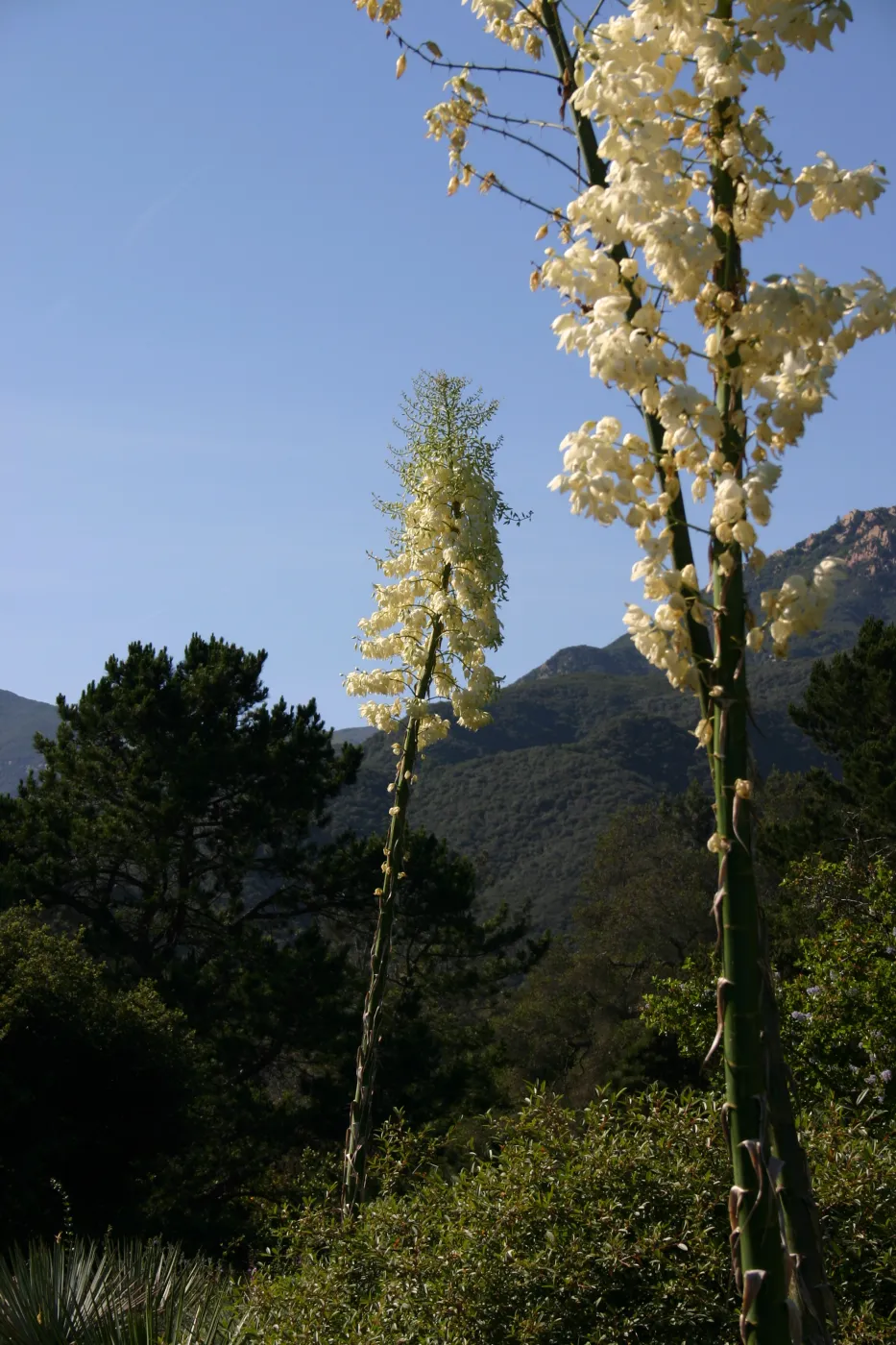 Yucca in bloom, Porter Trail in bloom