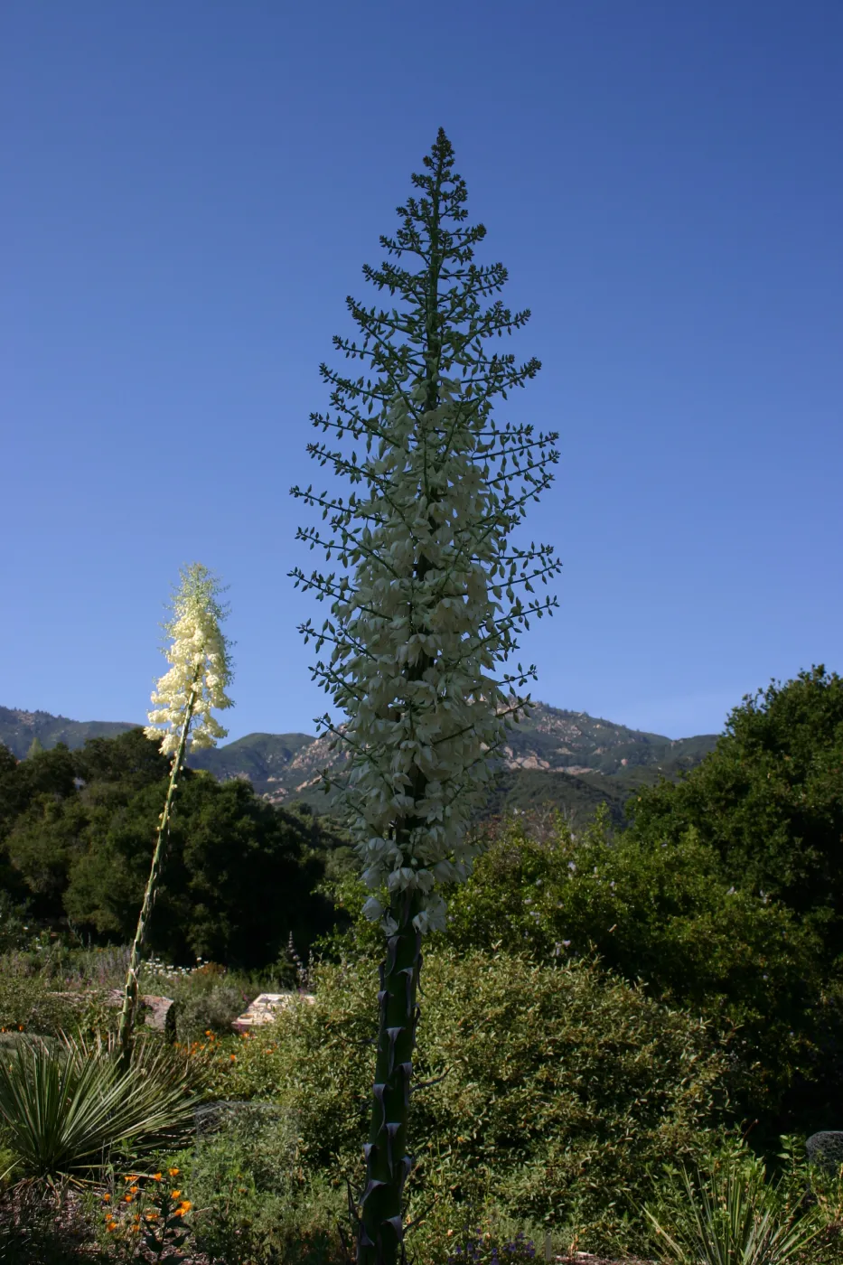 Yucca in bloom, Porter Trail