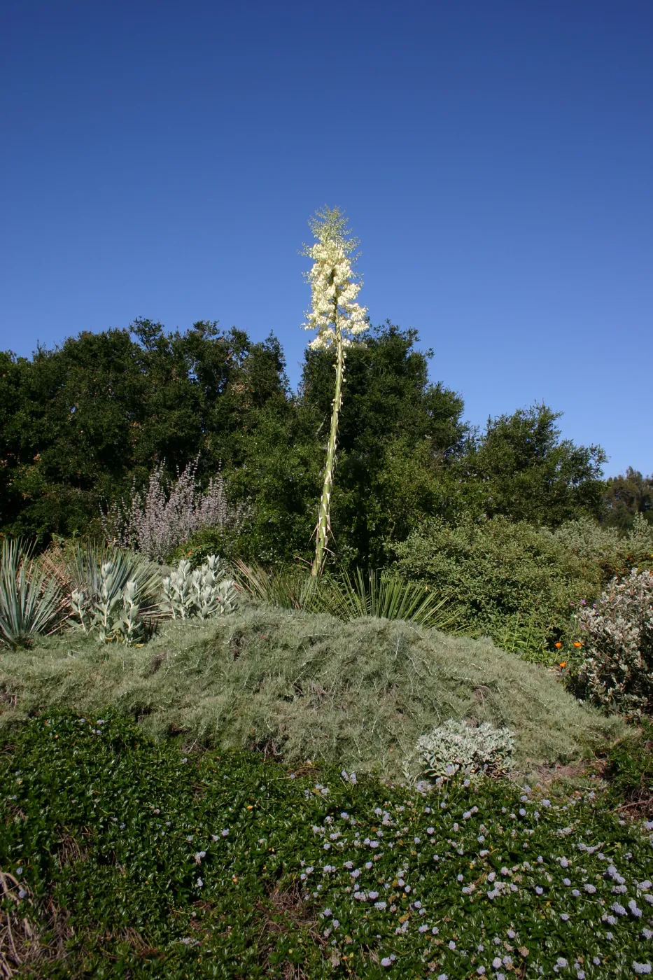 Yucca in bloom, Porter Trail in bloom