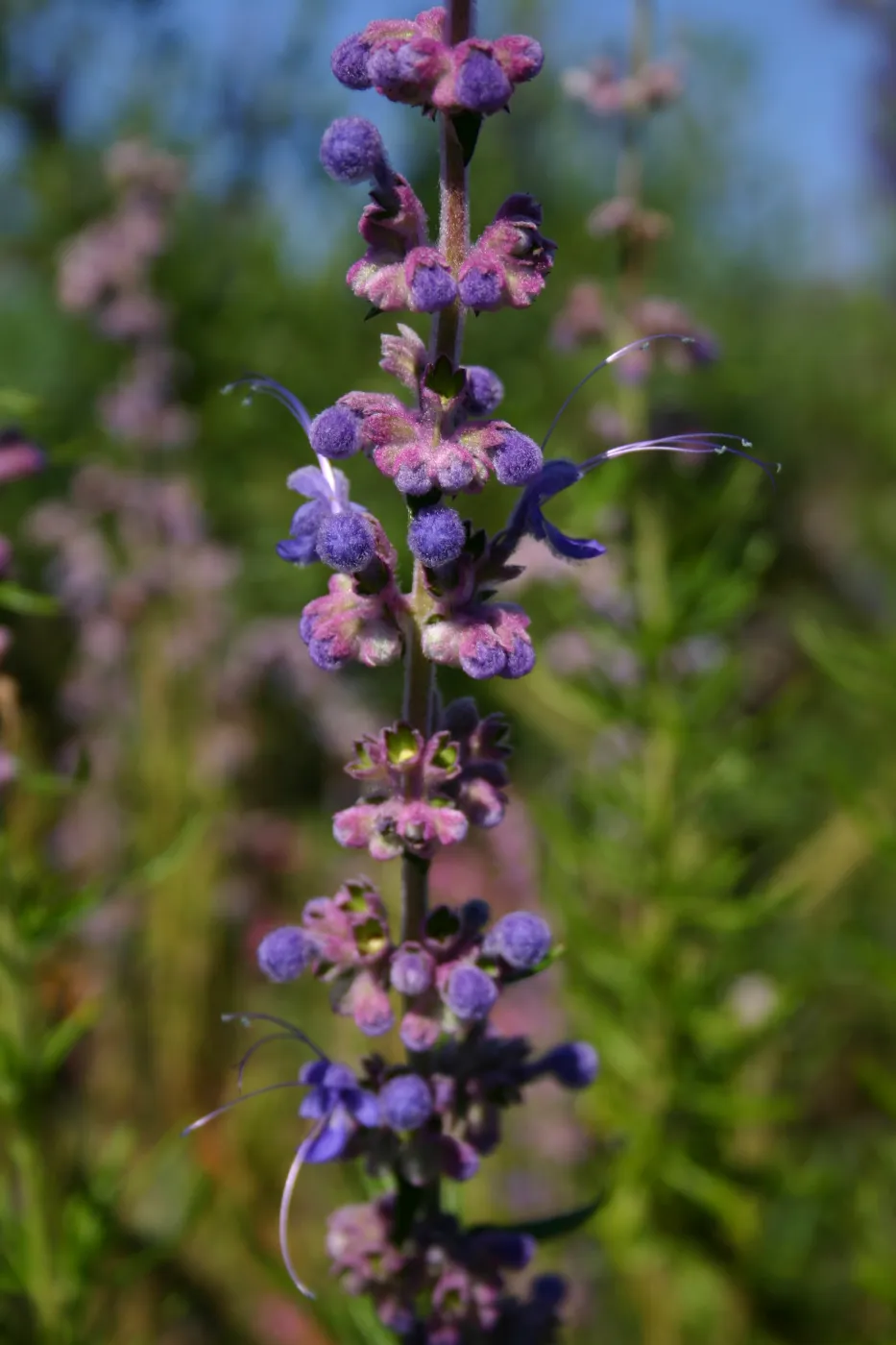 Porter Trail in bloom