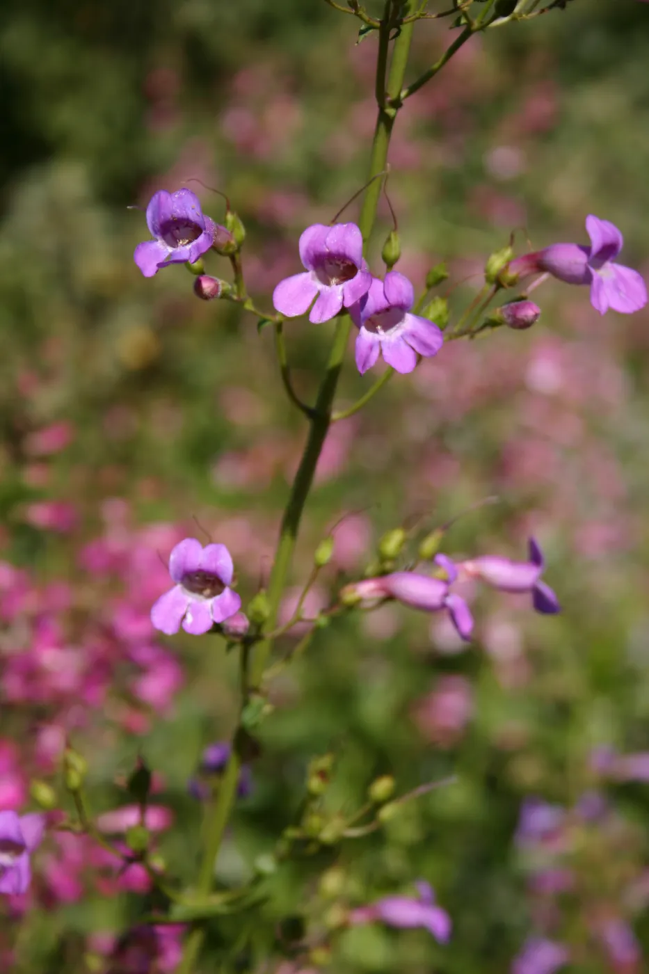 Porter Trail in bloom