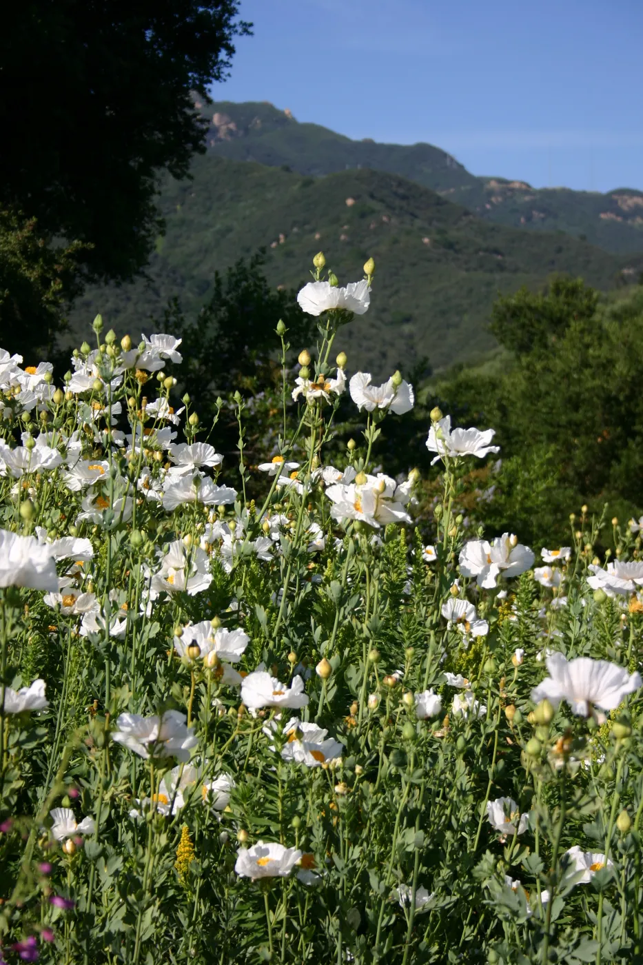 Matilija poppies, Porter Trail in bloom