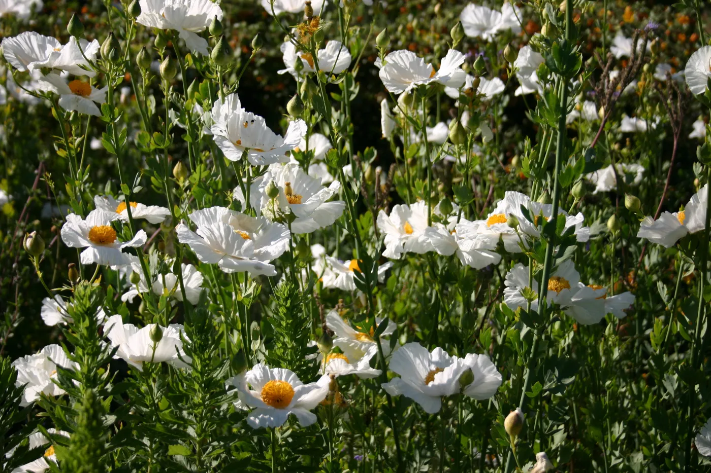 Matilija poppies, Porter Trail in bloom