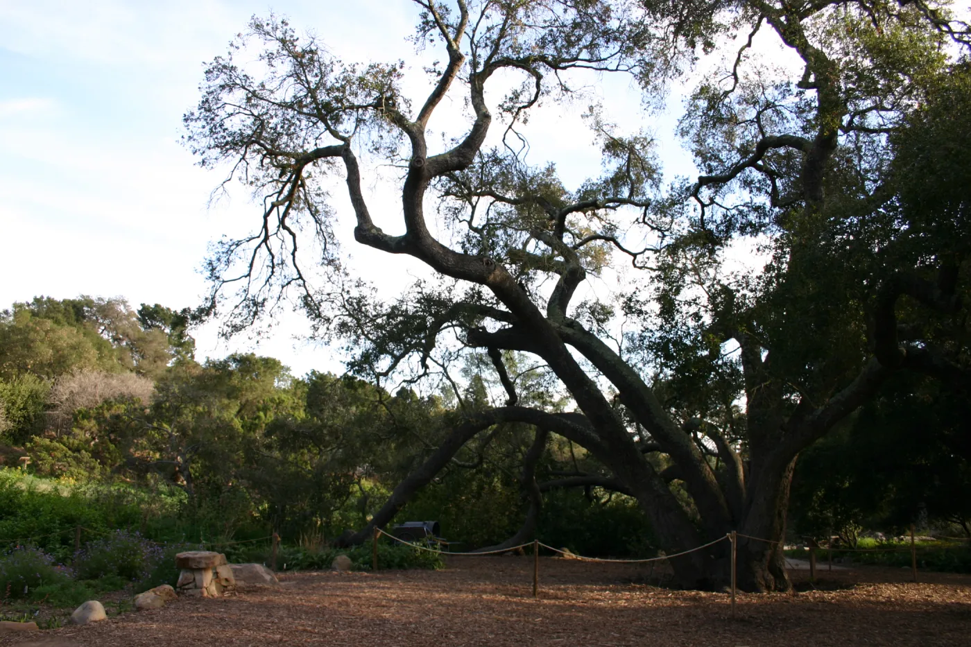 Meadow Oak, 2006