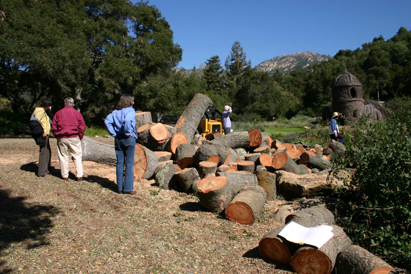 after Meadow oak removal