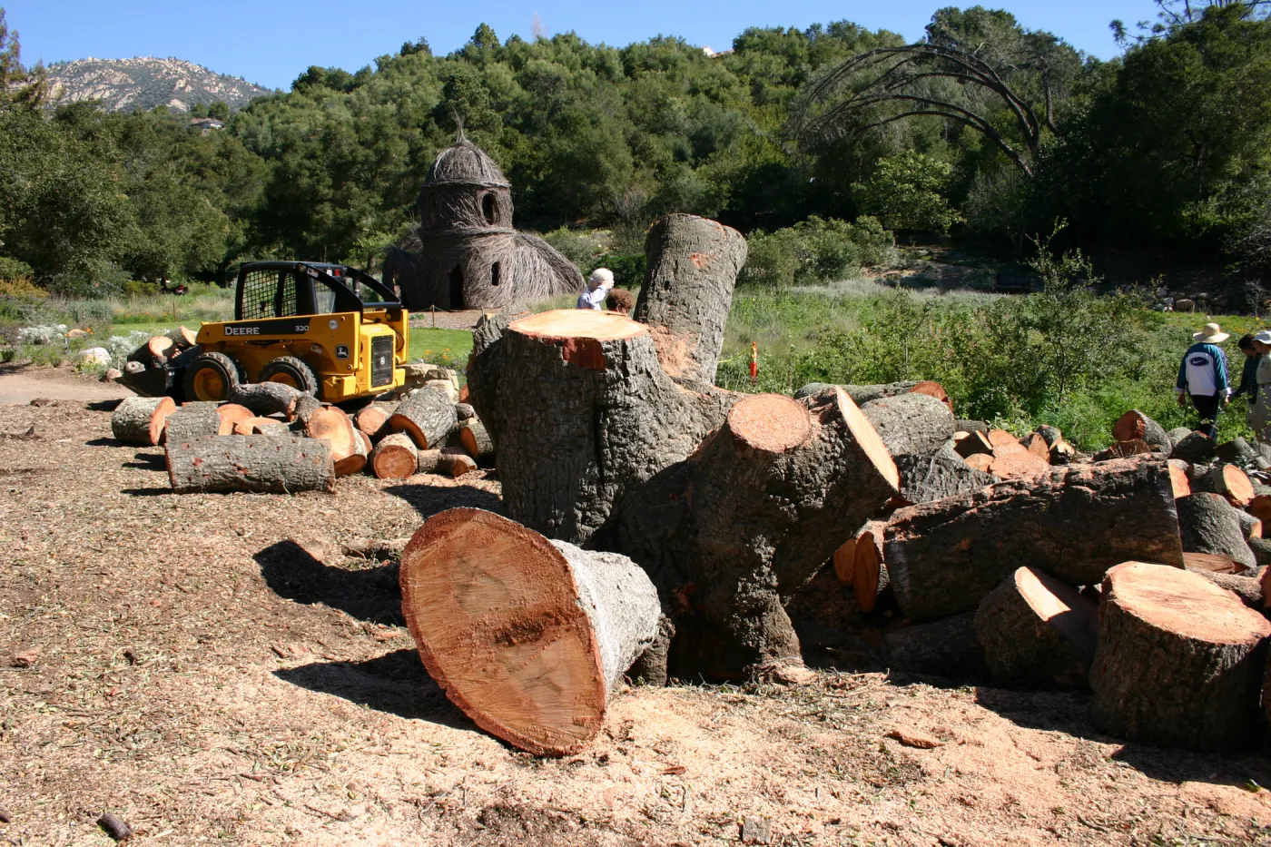 after Meadow oak removal