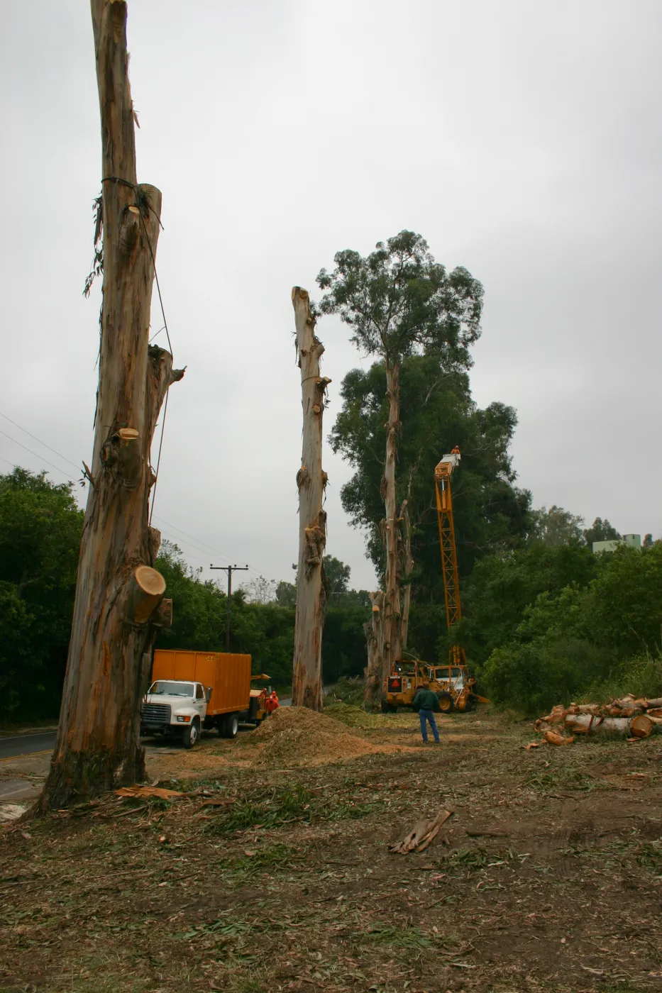 Removal of Eucalyptus trees along Mission Canyon Road