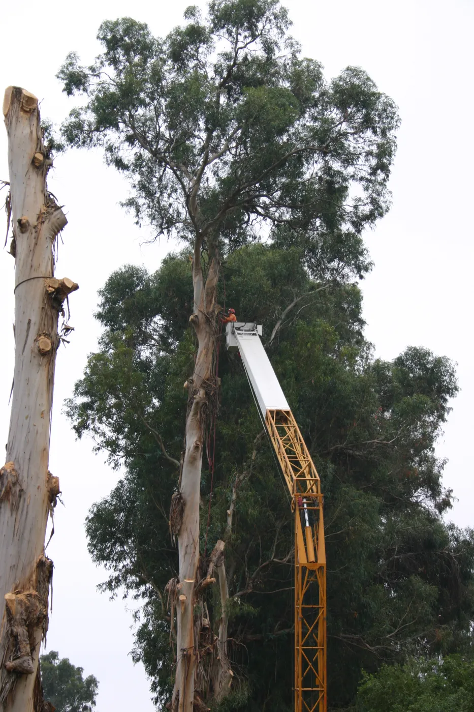 Removal of Eucalyptus trees along Mission Canyon Road