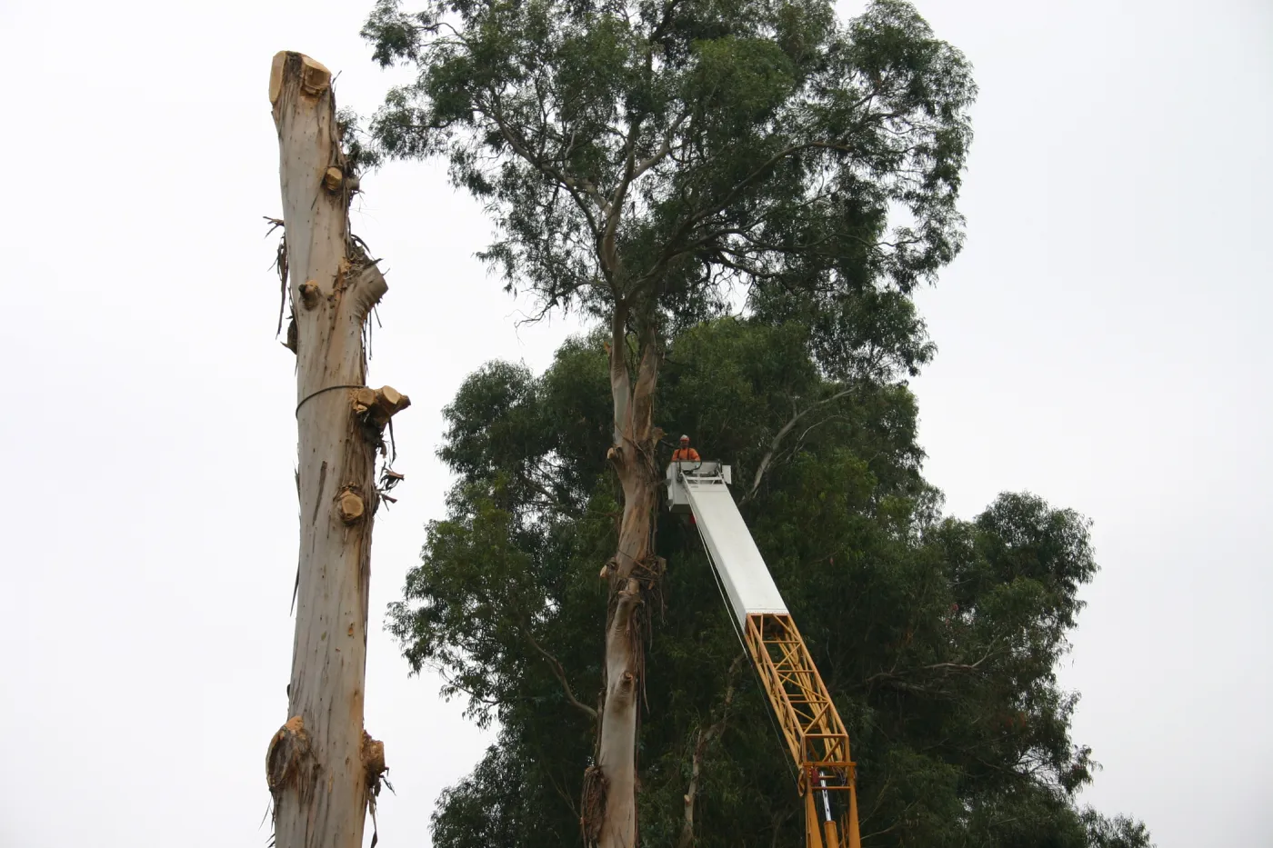 Removal of Eucalyptus trees along Mission Canyon Road