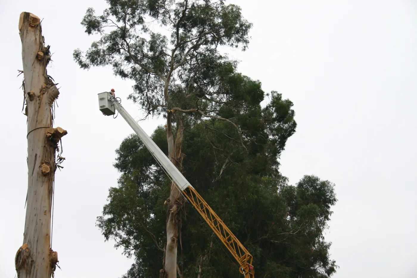 Removal of Eucalyptus trees along Mission Canyon Road