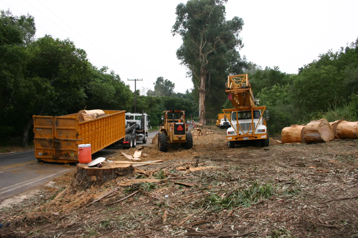 Removal of Eucalyptus trees along Mission Canyon Road