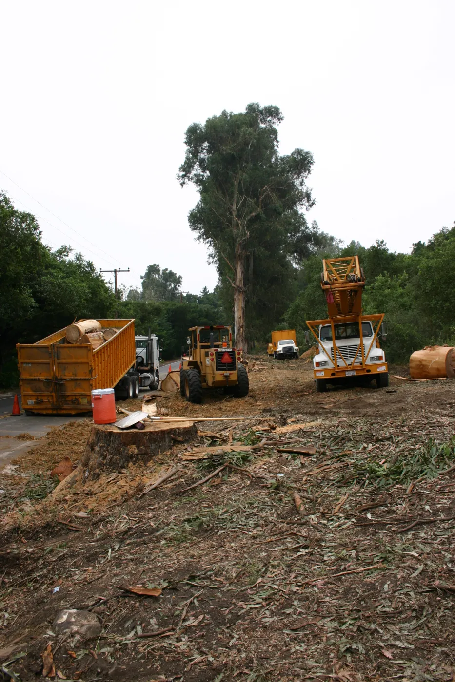 Removal of Eucalyptus trees along Mission Canyon Road