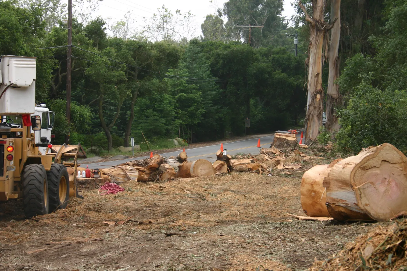 Removal of Eucalyptus trees along Mission Canyon Road