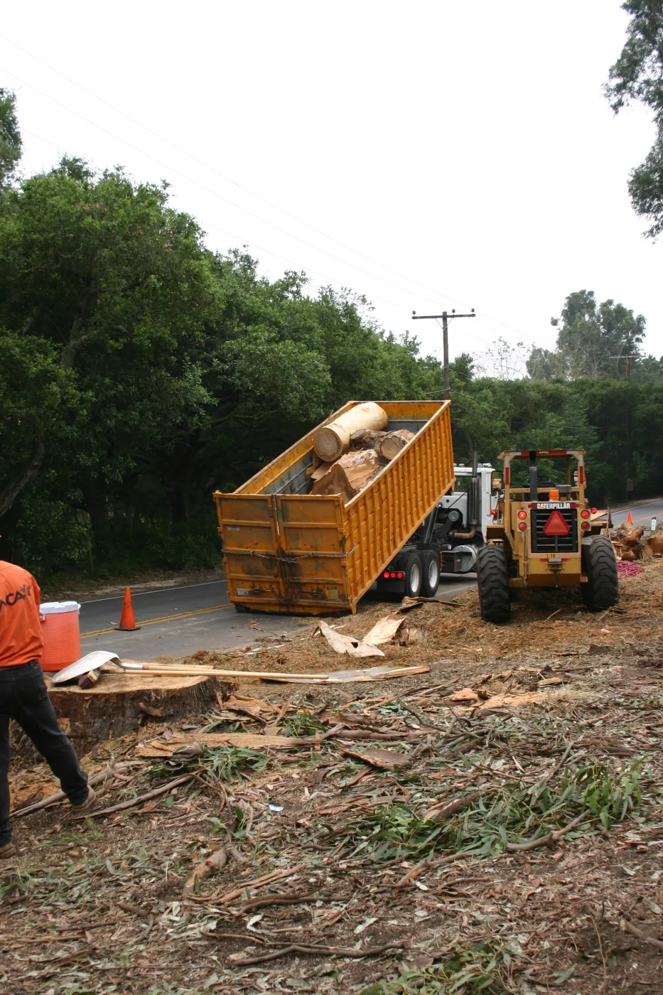 Removal of Eucalyptus trees along Mission Canyon Road