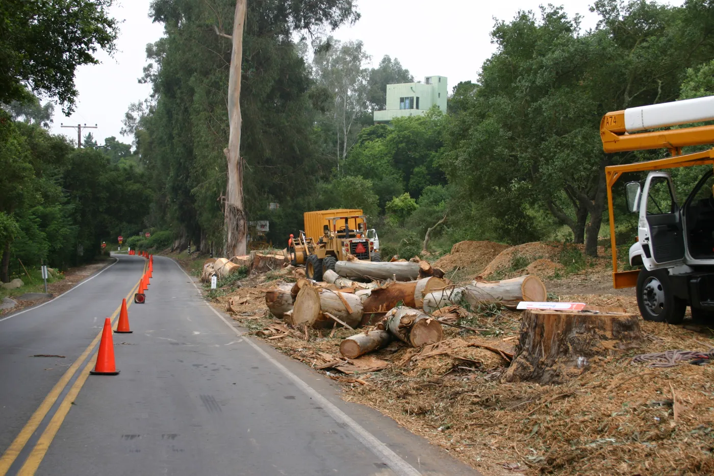 Removal of Eucalyptus trees along Mission Canyon Road
