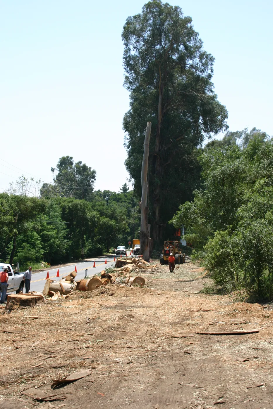 Removal of Eucalyptus trees along Mission Canyon Road