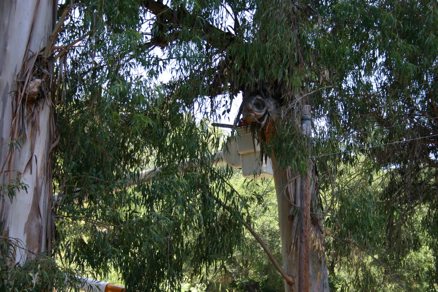 Removal of Eucalyptus trees along Mission Canyon Road