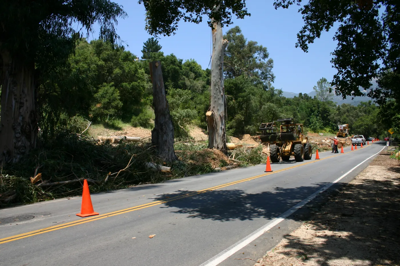 Removal of Eucalyptus trees along Mission Canyon Road