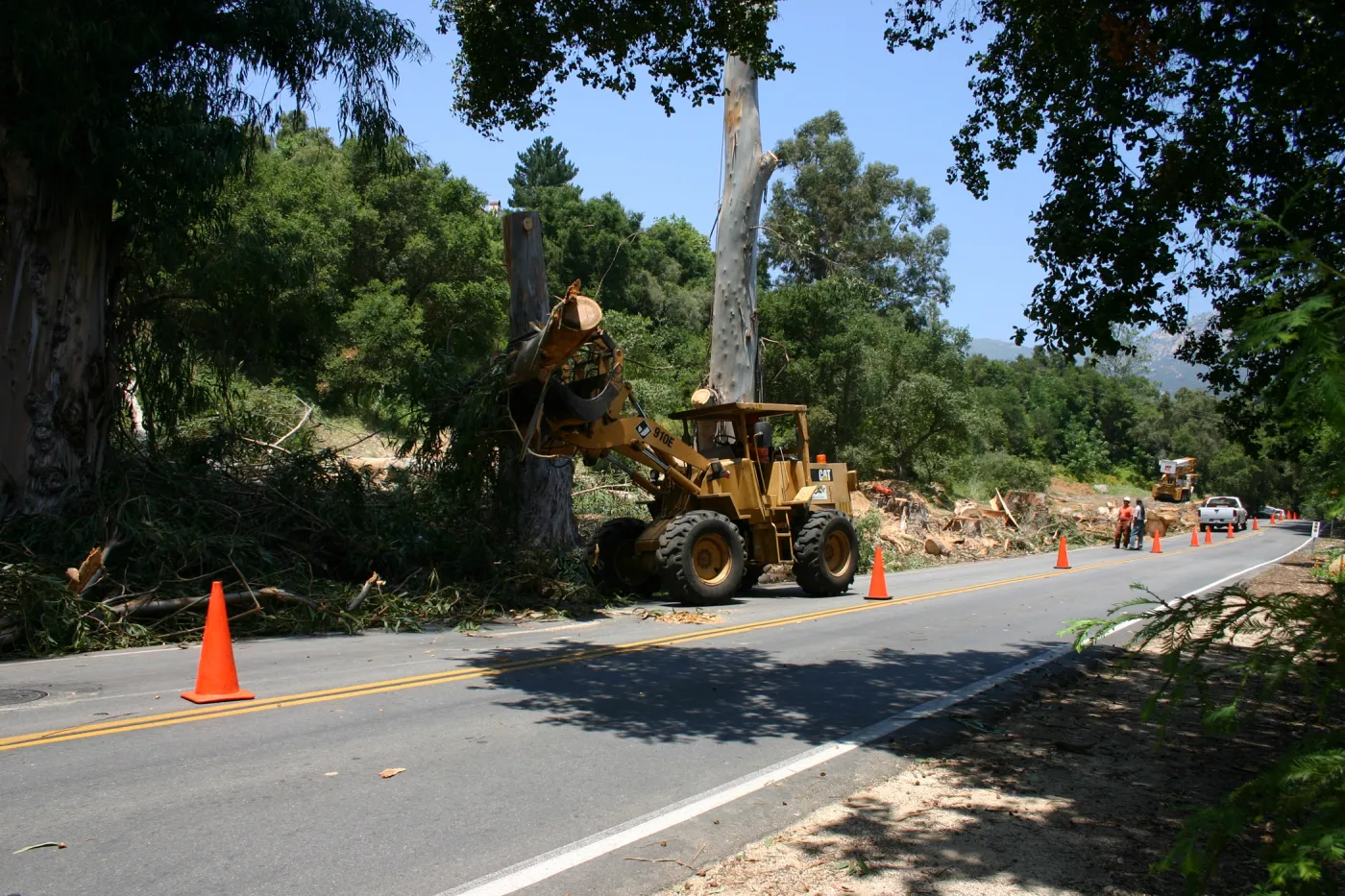 Removal of Eucalyptus trees along Mission Canyon Road