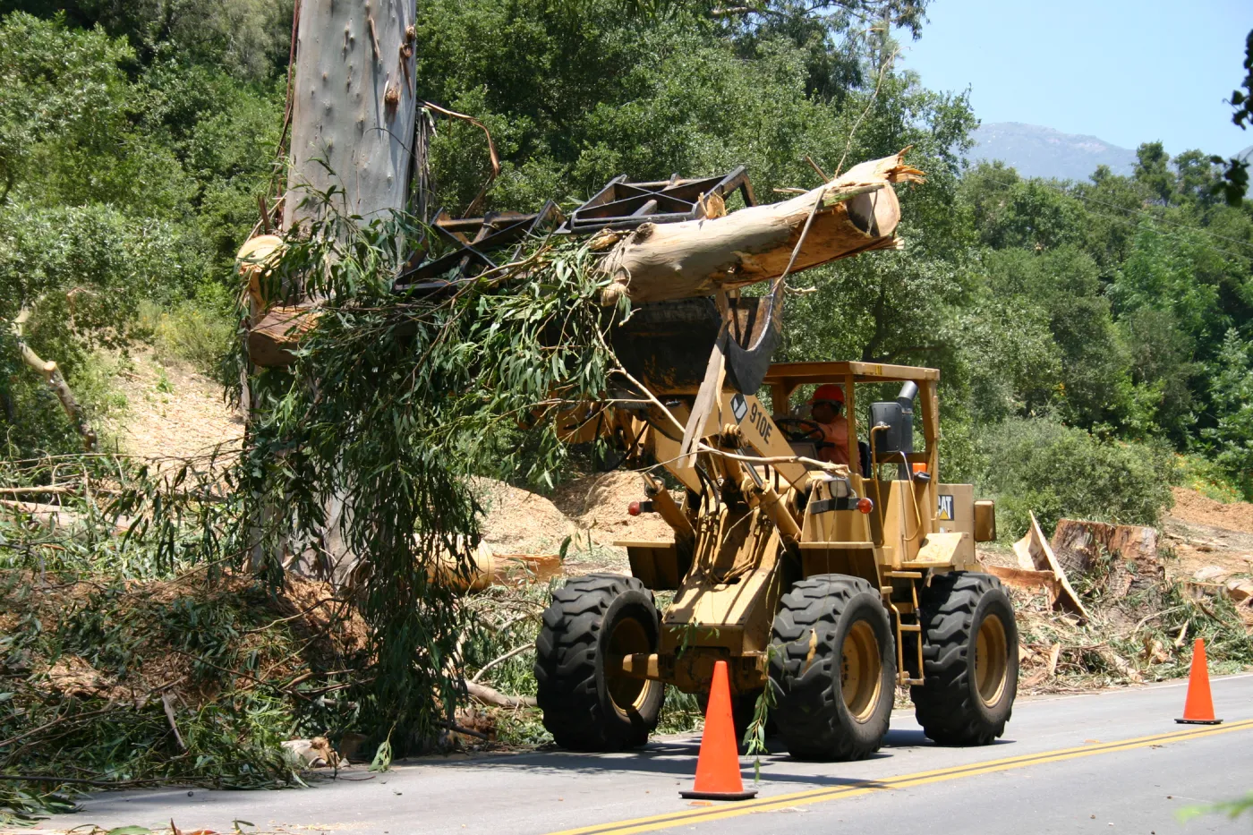 Removal of Eucalyptus trees along Mission Canyon Road