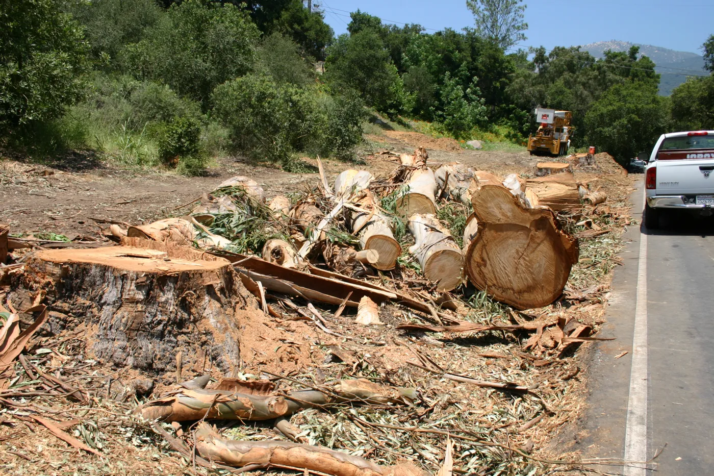 Removal of Eucalyptus trees along Mission Canyon Road