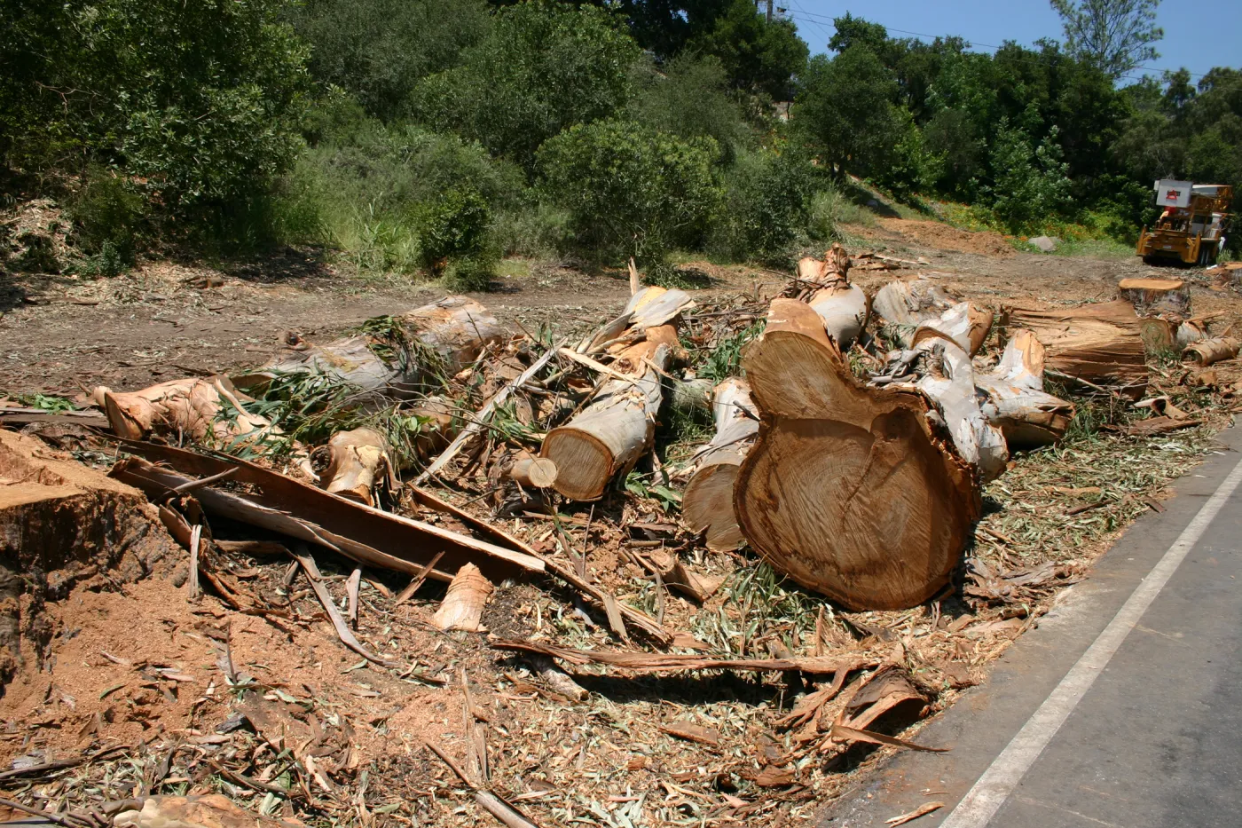 Removal of Eucalyptus trees along Mission Canyon Road