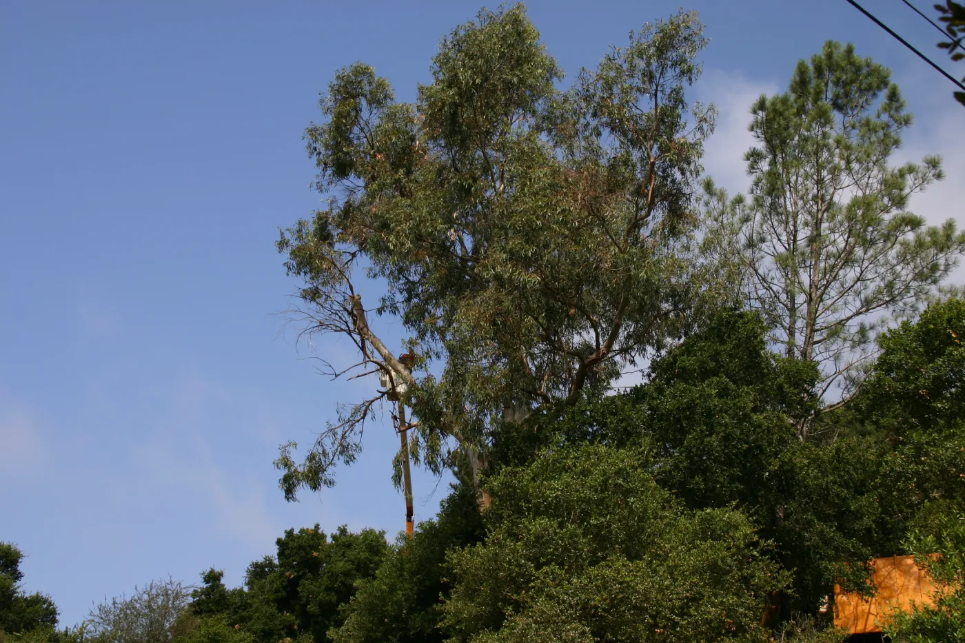 Removal of Eucalyptus trees along Mission Canyon Road