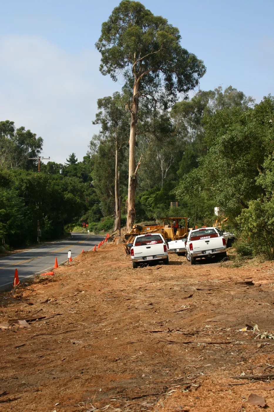 Removal of Eucalyptus trees along Mission Canyon Road