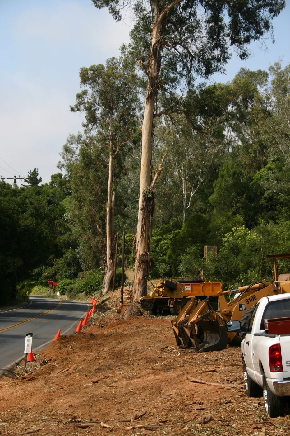 Removal of Eucalyptus trees along Mission Canyon Road
