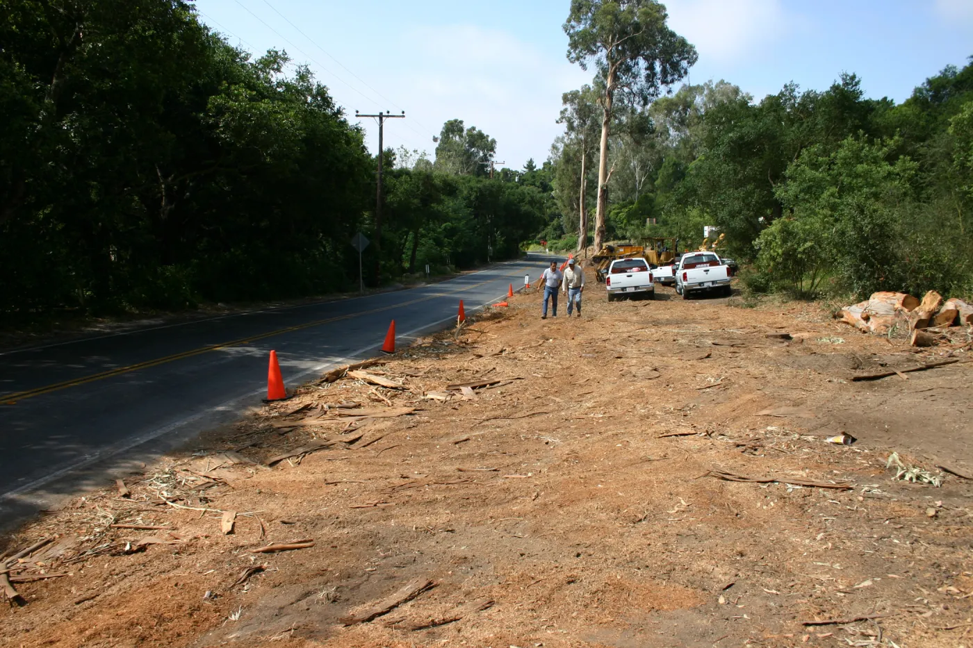 Removal of Eucalyptus trees along Mission Canyon Road