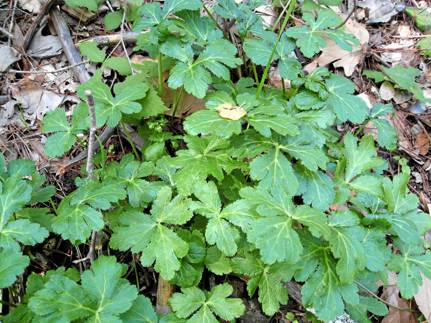 Sanicula hoffmanii in SBBG