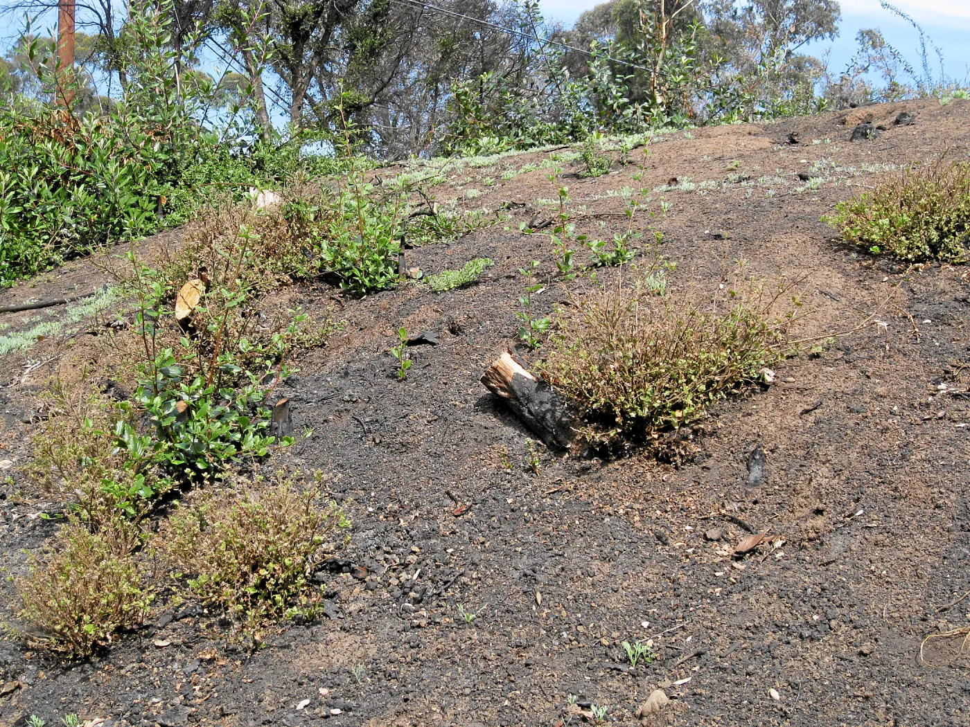 Quercus dumosa resprouts on Pritchett Trail after Jesusita Fire